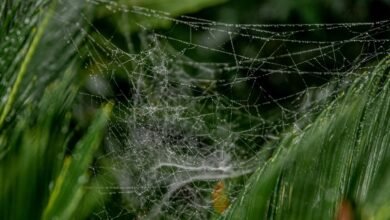 next level performance growth